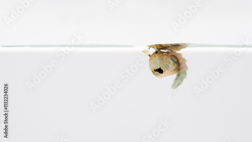 Macro of mosquito pupa mosquito on a white background photo