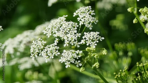 Ground Elder, also known as Goutweed (Aegopodium podagraria), is a perennial plant native to Europe and Asia. It is characterized by its large, deeply divided leaves and small white flowers arranged i