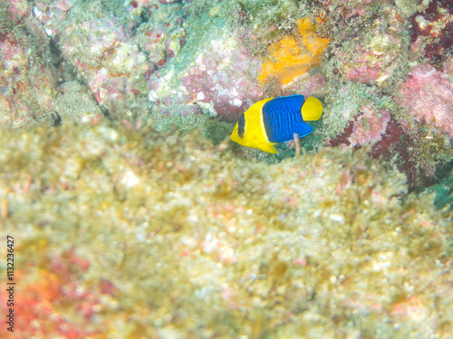 可愛いソメワケヤッコ（キンチャクダイ科）の幼魚他。
英名学名：Bicolor angelfish (Centropyge bicolor) 
静岡県伊豆半島賀茂郡南伊豆町中木ヒリゾ浜2024年
 photo