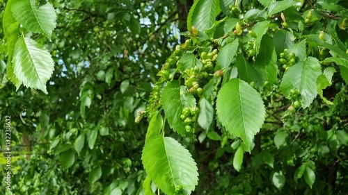 Green leaves of beech infected with galls, pathological formations on the plant organ.