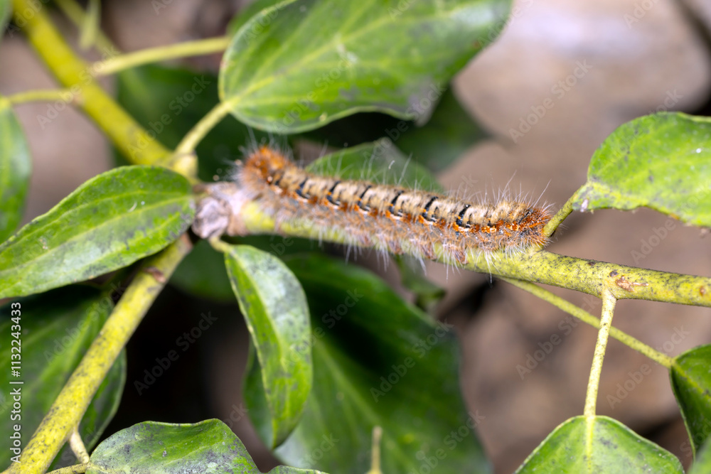 Fototapeta premium The Oak Eggar Moth caterpillar
