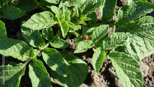 Colorado potato beetle on bright green potato leaves in the garden. The sunlight emphasizes the lush greenery, showing off the natural habitat.