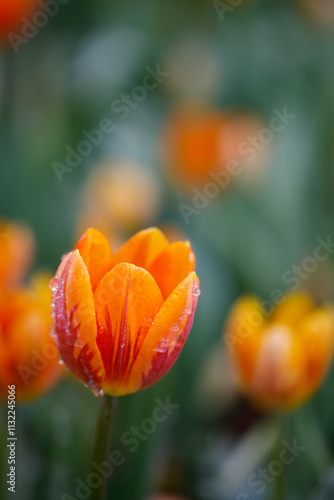 colorful tulips flowering in the garden.