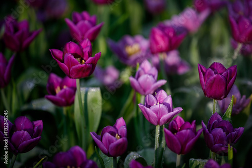 colorful tulips flowering in the garden.