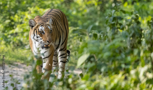 Female tigress (Panthera tigris) walking on jungle road with natural green background of forest. photo