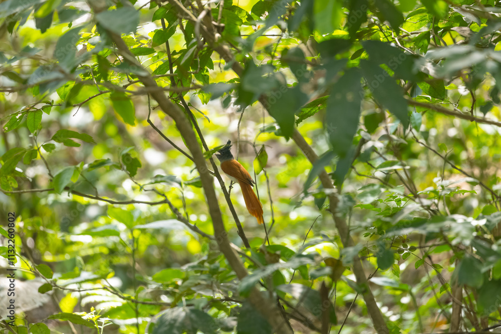 Fototapeta premium Asian Paradise Flycatcher bird perching in forest.