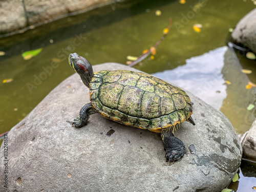 a Red-eared Slider turtle or red eared terrapin or Trachemys scripta elegans bask on a big stone on sandy bank. photo