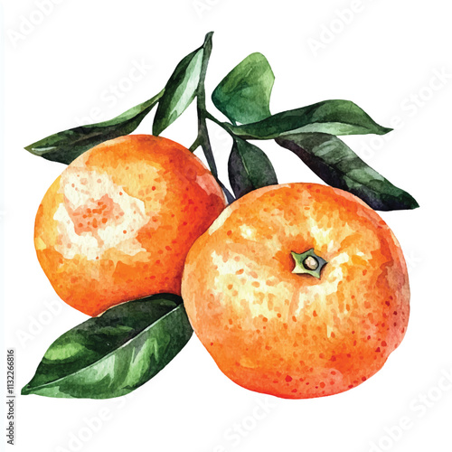 Tangerine fruit watercolor clipart illustration