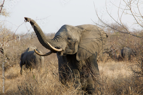 African Elephant with large tusks lifting its trunk photo