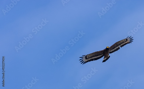 Crested Serpent Eagle (Spilornis cheela) in flight in forest. photo