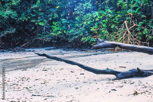 Old tree trunks on a sandy beach by a tropical rainforest photo