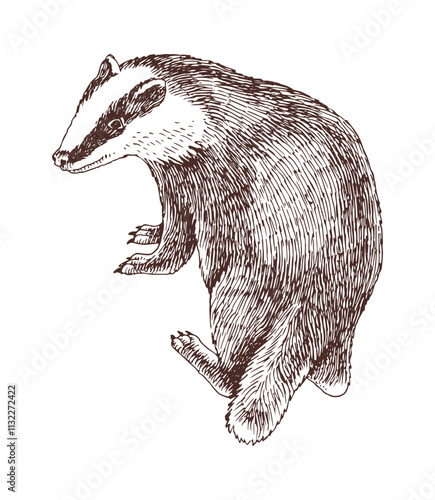 Badger hand drawn vector illustration