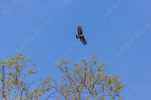 Crested Serpent Eagle (Spilornis cheela) in flight in forest. photo