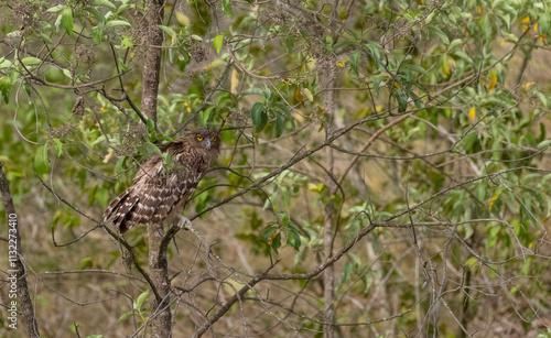 Brown Fish Owl (Bubo zeylonensis) perching in forest at jim corbett.	 photo