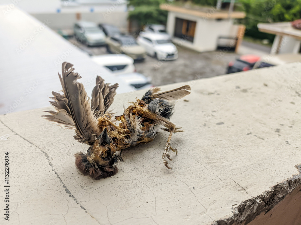 Obraz premium Decomposed carcass of a dead bird
