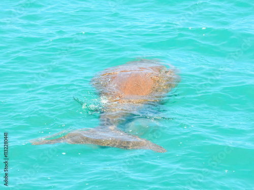 Dugong (Dugong dugon) in Western Australia photo