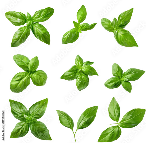 green basil