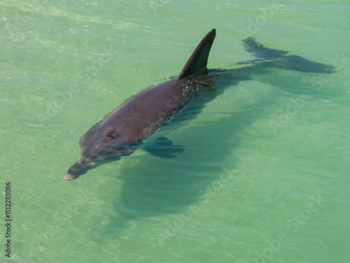 Indo-Pacific Bottlenose Dolphin (Tursiops aduncus) in Australia photo