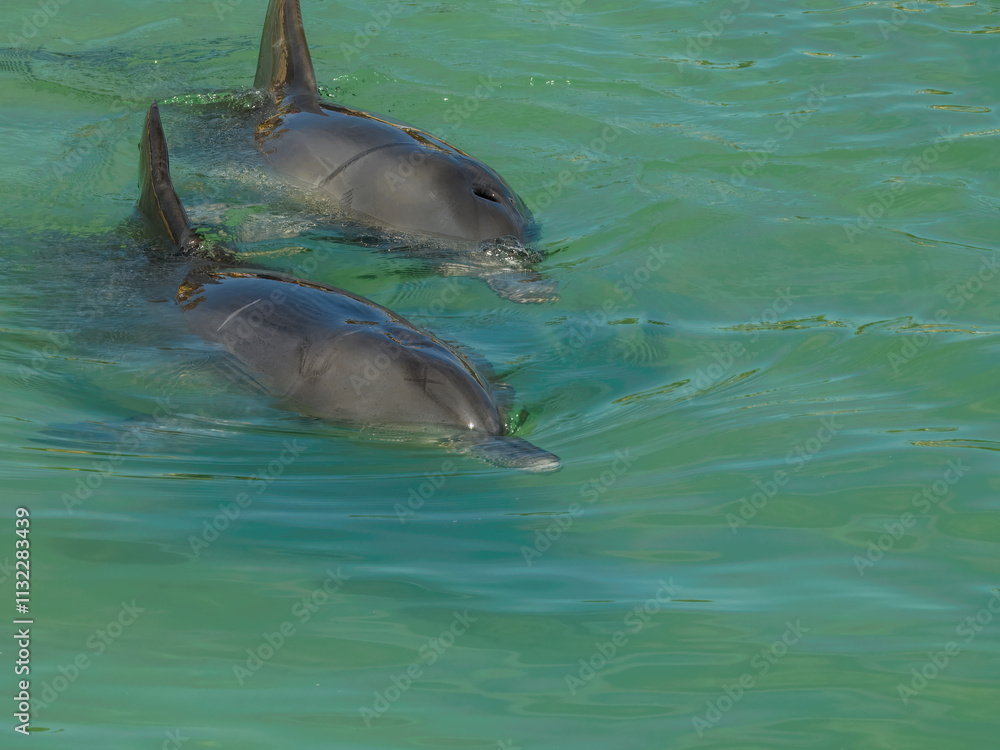 Fototapeta premium Indo-Pacific Bottlenose Dolphin (Tursiops aduncus) in Australia