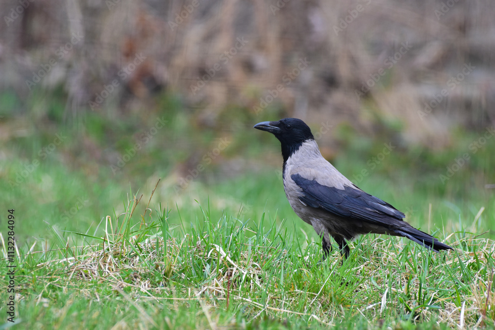 Obraz premium Hooded crow, Corvus cornix walking and foraging for food in a countryside garden. Side view. Autumn or spring season. Romania Wildlife in Natural Habitat