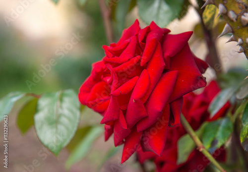 beautiful red rose of a flowering rose in av garden under a pretty light back...