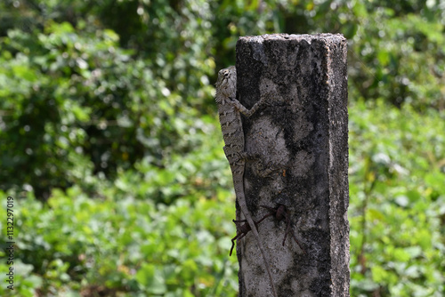 A common garden lizard is on the side of a cement pole