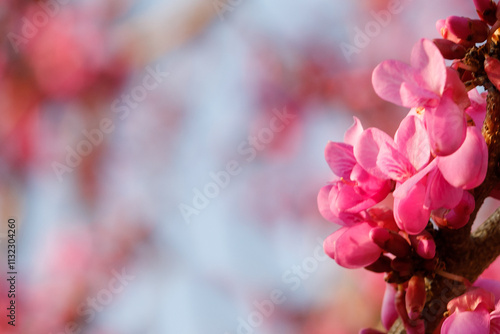 Pink cercis flower and defocused bokeh light background photo