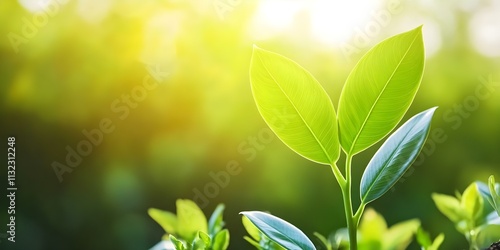 A close-up of vibrant green leaves against a softly blurred background with warm sunlight. Concept Nature's Beauty, Green Leaves, Soft Background, Natural Light, Close-Up Photography photo