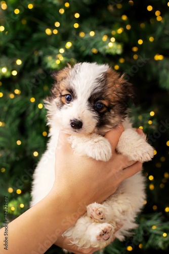 A person holds a small puppy in front of a decorated Christmas tree