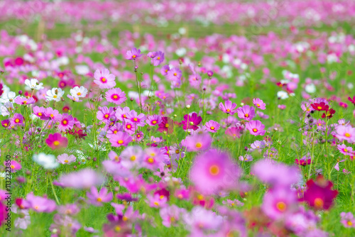 Cosmos field at Jim Thompson Farm Nakhon Ratchasima Thailand including other beautiful flowers and important exhibitions, folk performances, delicious food festival held every year in December.