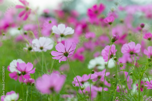 Cosmos field at Jim Thompson Farm Nakhon Ratchasima Thailand including other beautiful flowers and important exhibitions, folk performances, delicious food festival held every year in December.