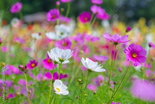 Cosmos field at Jim Thompson Farm Nakhon Ratchasima Thailand including other beautiful flowers and important exhibitions, folk performances, delicious food festival held every year in December.