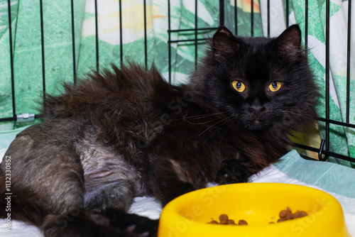 A black cat, its bright yellow eyes gazing, is comfortably laying on a bed