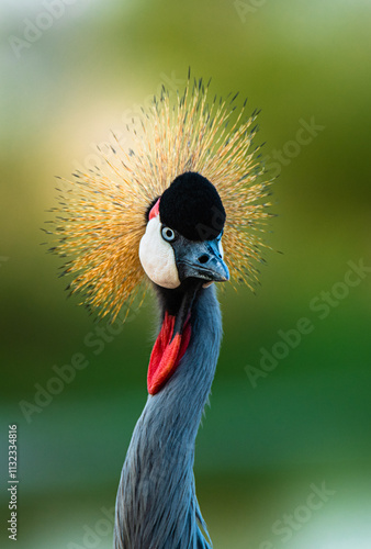 grey crowned crane