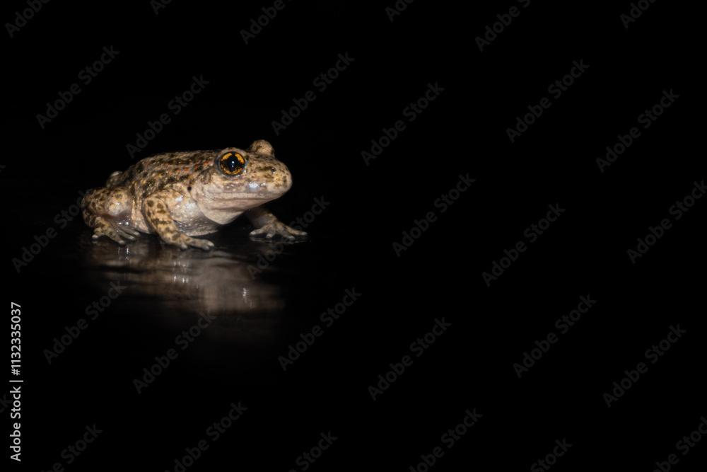 Obraz premium Toad in the Dark A nocturnal capture of a toad illuminated against a pitch-black background, emphasizing its textured skin and striking eyes.