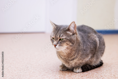 A gray cat is sitting on the floor and curiously gazing at the camera