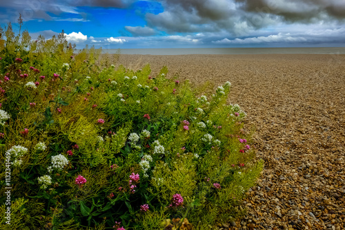 Wild flowers growing on shingle beach