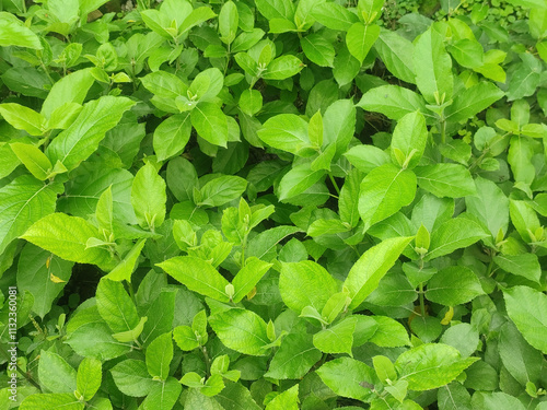 Wallpaper Mural Kakodumbarika Plant with Green Leaves in a Lush Tropical Garden Environment Surrounded by Dense Foliage Torontodigital.ca