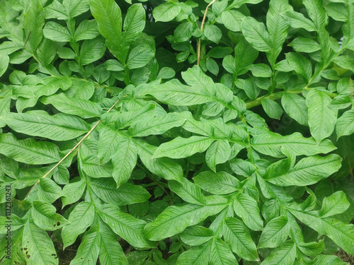 Amorphophallus Paeoniifolius Green Leaves of Elephant Foot Yam Plant with Broad Foliage in Tropical Environment photo