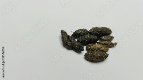 rat droppings on a white background. Rat droppings can cause various diseases