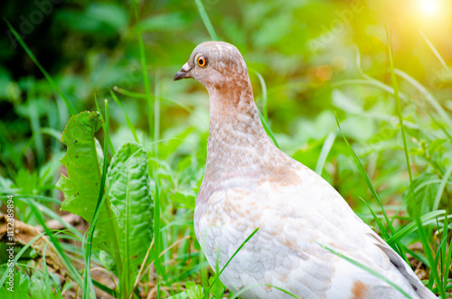 Homing pigeons, also known as postal pigeons or messenger pigeons, photo