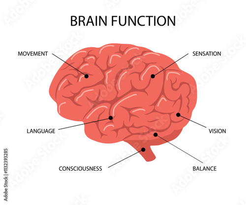 Human brain anatomy. Biological scheme with Functions of parts of internal organ. Side view. Vector illustration in flat cartoon style.