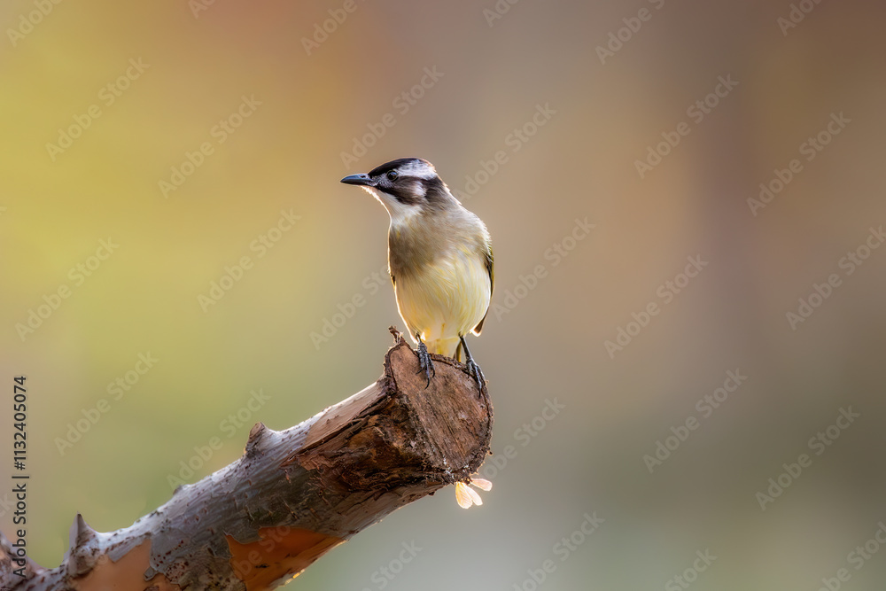 Obraz premium great spotted woodpecker