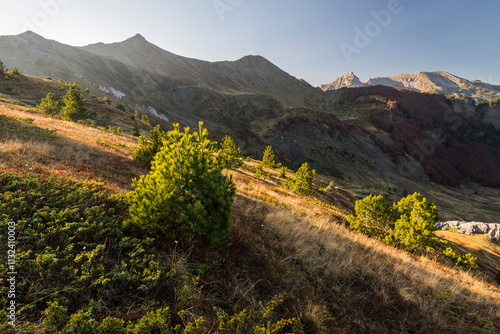 Kiefern nahe Valusnica, Prokletije Berge, Gusinje, Montenegro photo