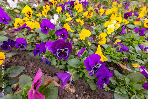 colorful pansy flowers in a garden