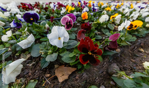 Obraz na płótnie colorful pansy flowers in a garden w salonie