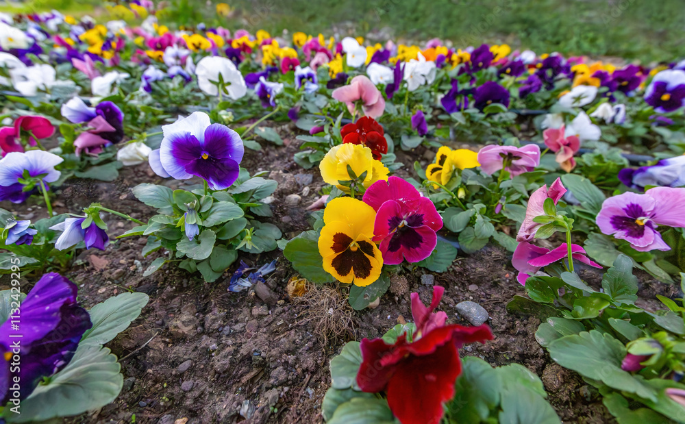 colorful pansy flowers in a garden