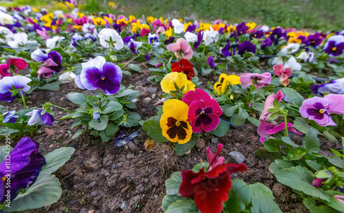 Obraz na płótnie colorful pansy flowers in a garden w salonie
