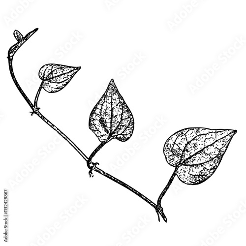 Grunge Fern Leaf Frame, Distressed Botanical Illustration, Vector Line Drawing for Graphic Design. High-Resolution Outline Symbol