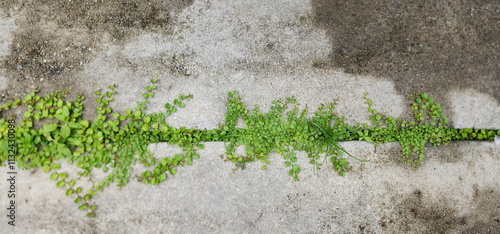 Roundleaf herbaceous plants or Agracejo rastero bindweed covering the space between the mortar which contains small amount of soil. The leaves are round and similar to green coins.Weeds commonly plant photo